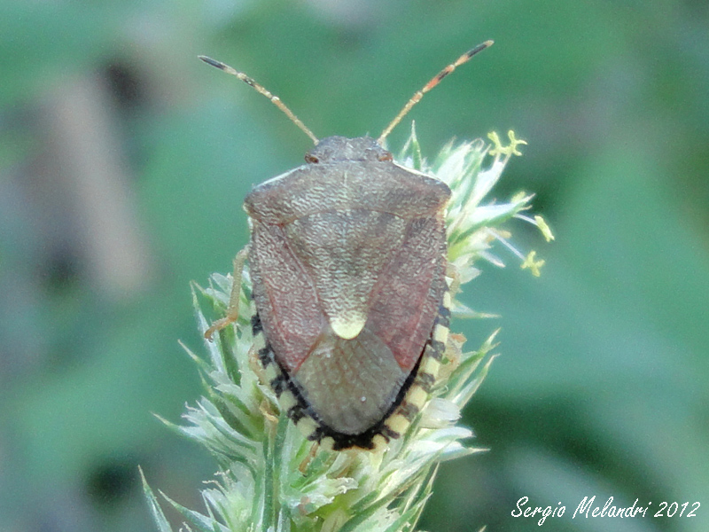 Pentatomidae: Holcostethus sp. della Romagna (RA)